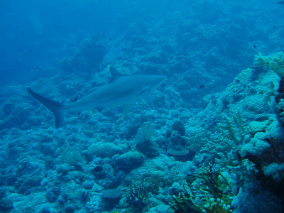 North Horn Osprey Reef  & Shark feed day 2 (53)