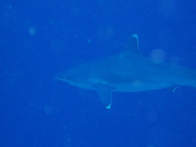 North Horn Osprey Reef  & Shark feed day 2 (58)