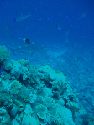 North Horn Osprey Reef  & Shark feed day 2 (62)