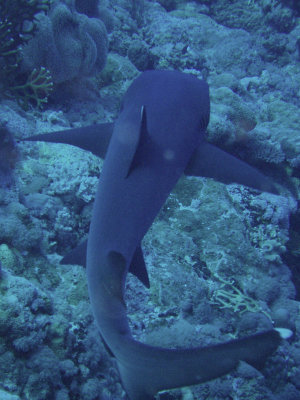 North Horn Osprey Reef  & Shark feed day 2 (9).jpg