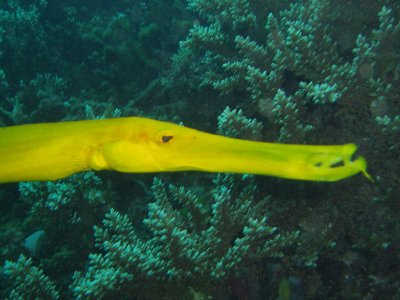 Steve's Bommie day 3 - Trumpet fish (73)