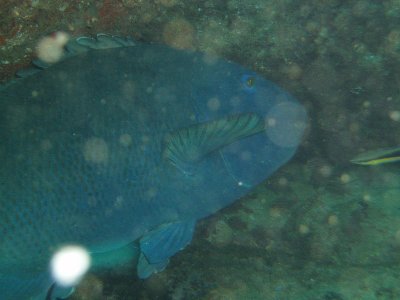 Cook Island - Tweed Coast (7).jpg