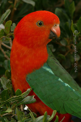 King Parrot (male) - Alisterus scapularis