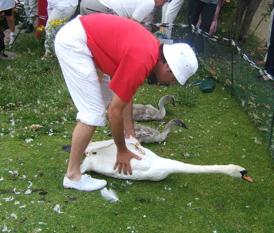 The female (or correct title Pen)swan is prepared
