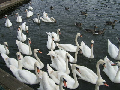 The Swans at Caversham Bridge