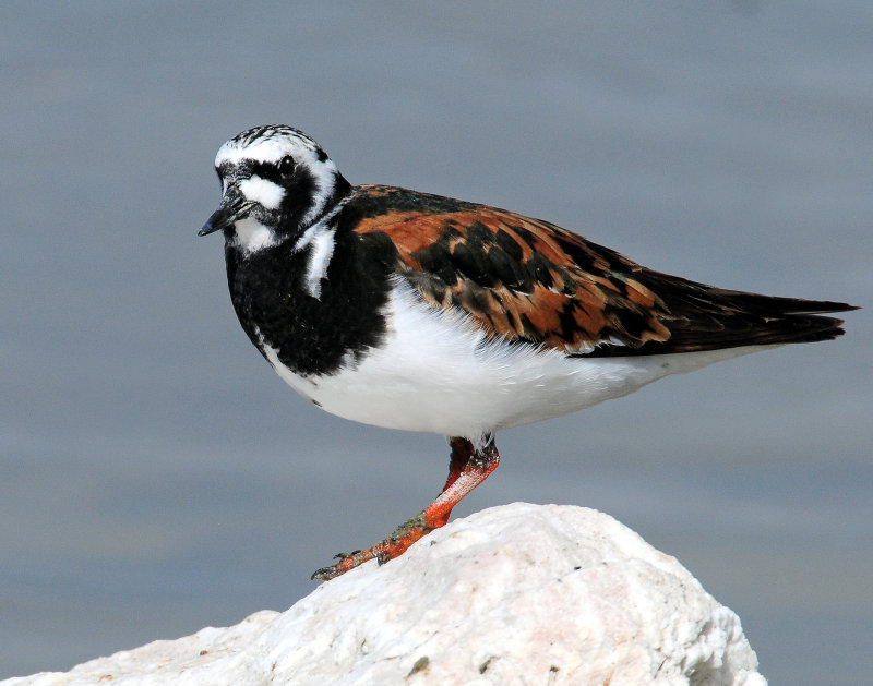 Turnstone, Ruddy