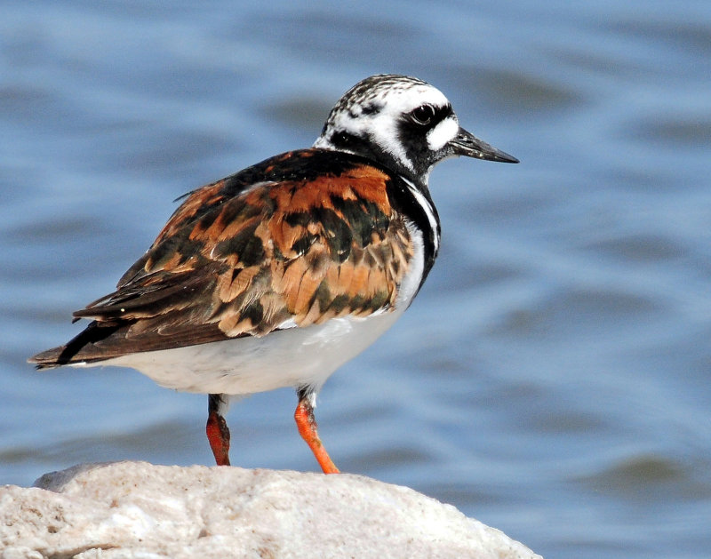 Turnstone, Ruddy