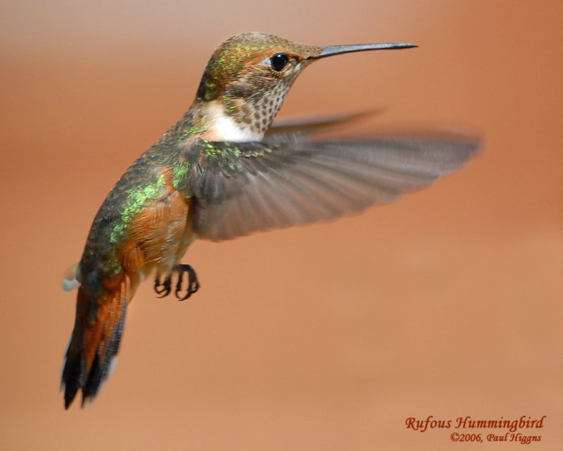 Hummingbird, Rufous