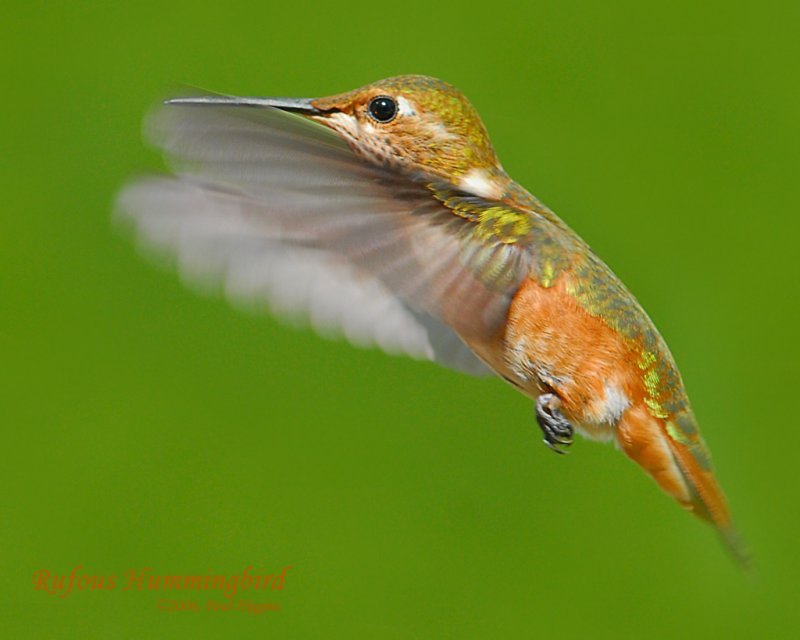 Hummingbird, Rufous