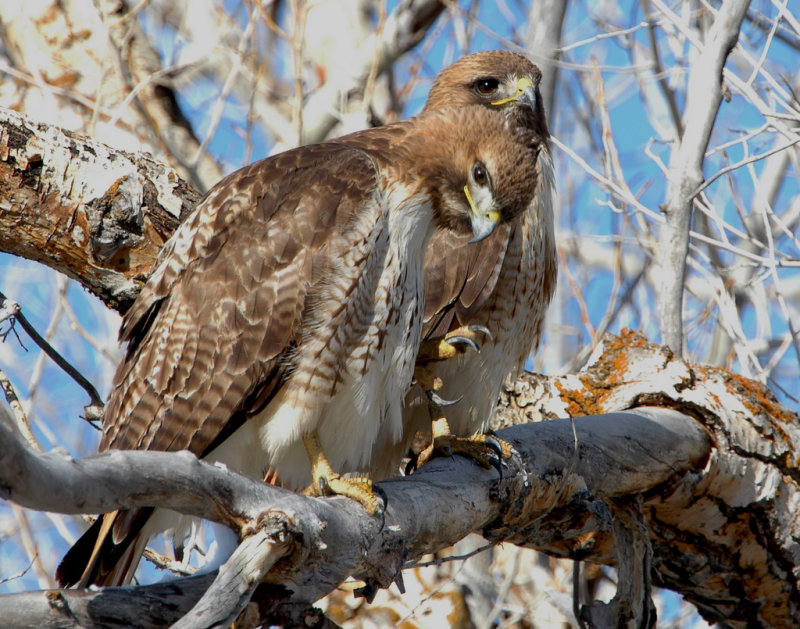 Hawk Red-tailed D-035.jpg