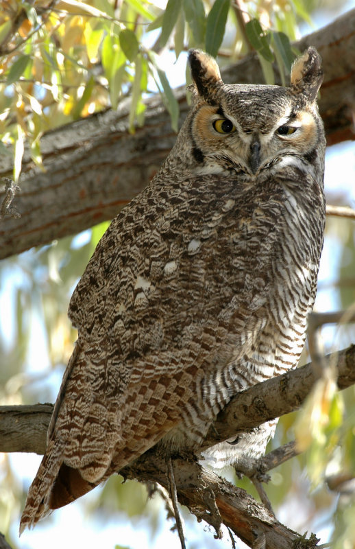 Owl  Great-Horned D-008.jpg