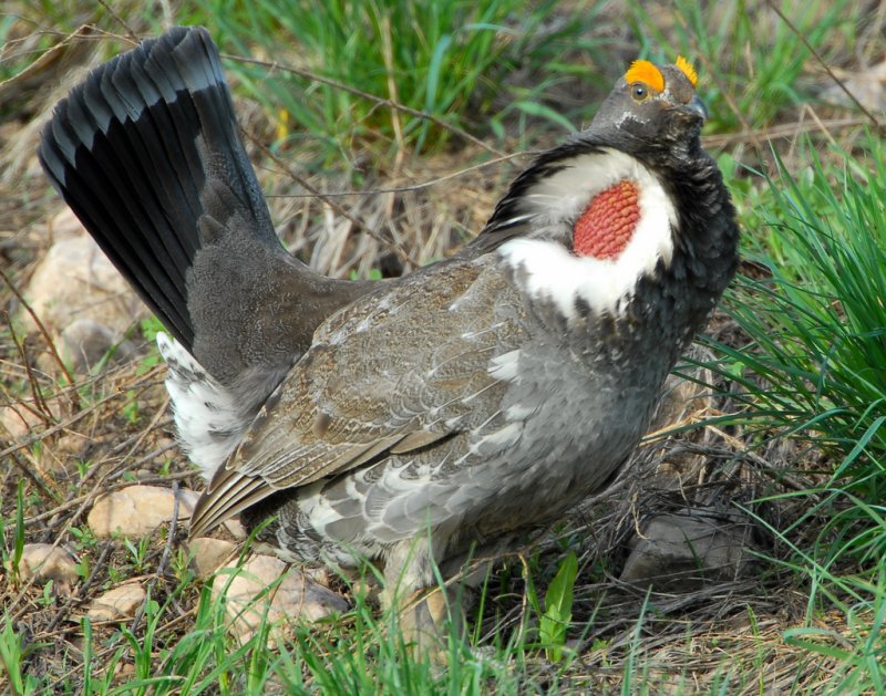 Grouse Blue D-018.jpg