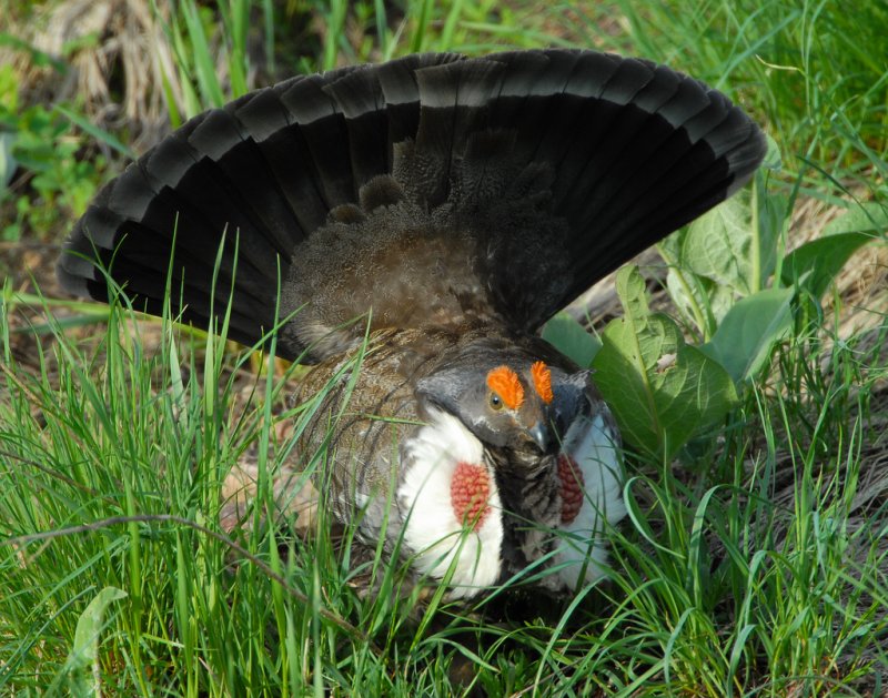 Grouse Blue D-036.jpg