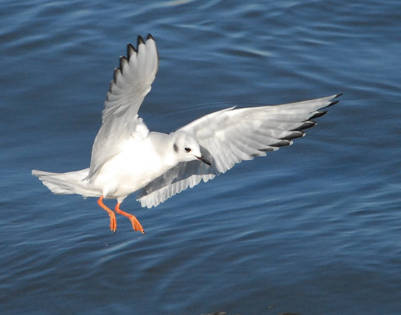 Gull Bonapartes D-002.jpg