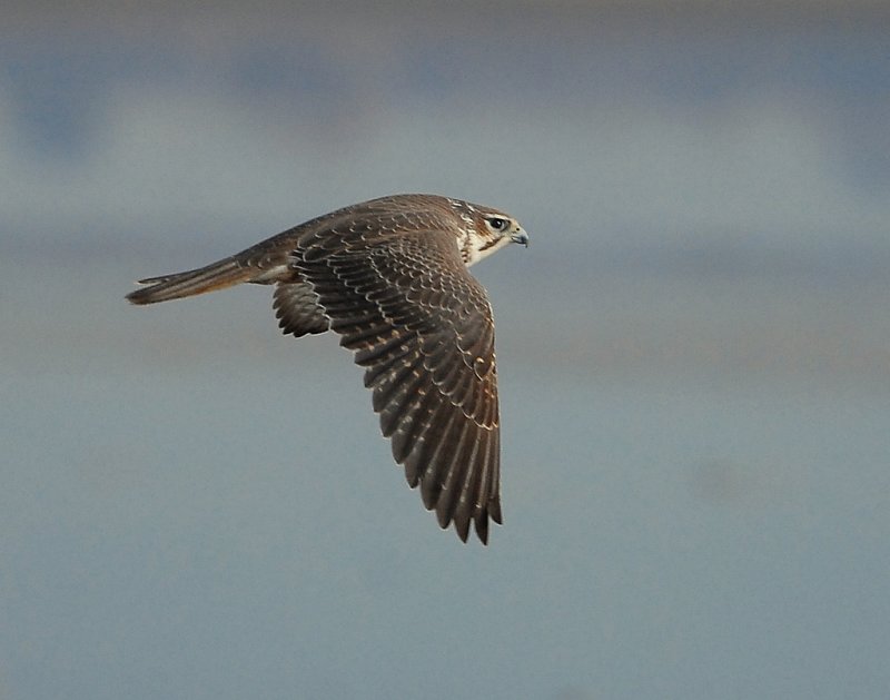 Falcon, Prairie