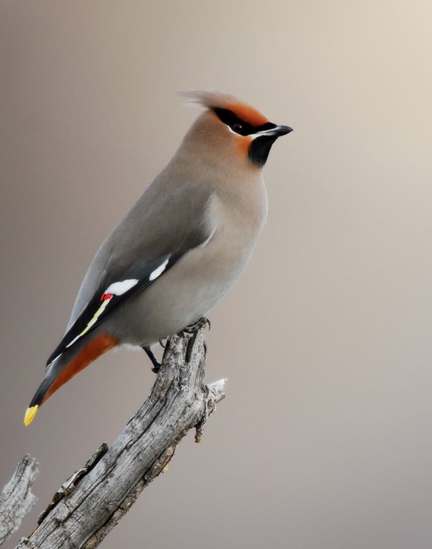 Waxwing Bohemian D-013.jpg