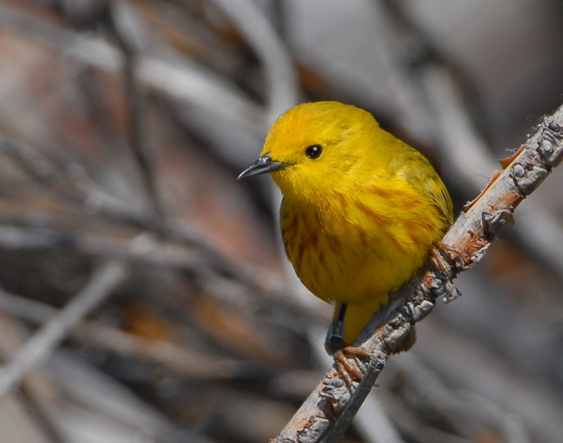 Warbler Yellow D-6.jpg