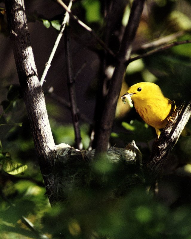 Warbler Yellow P-003.jpg