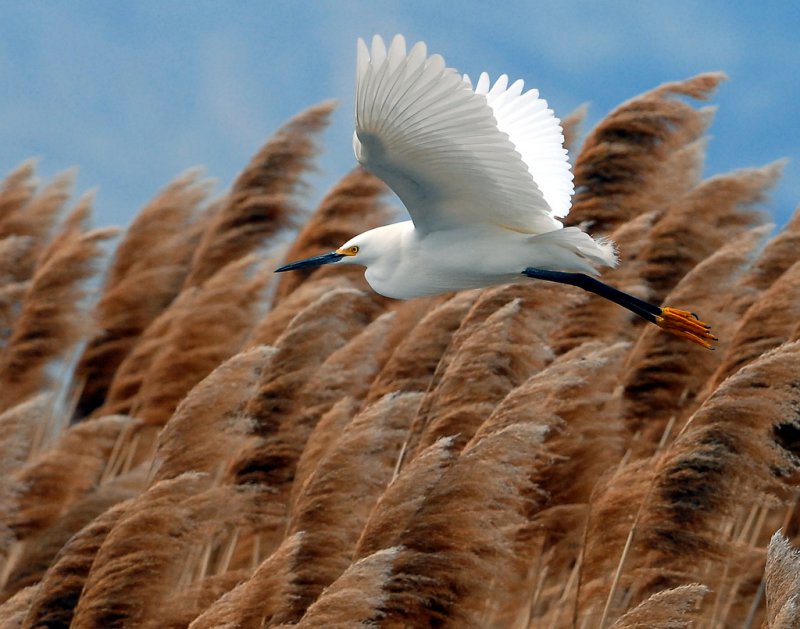 Egret Snowy D-012.jpg