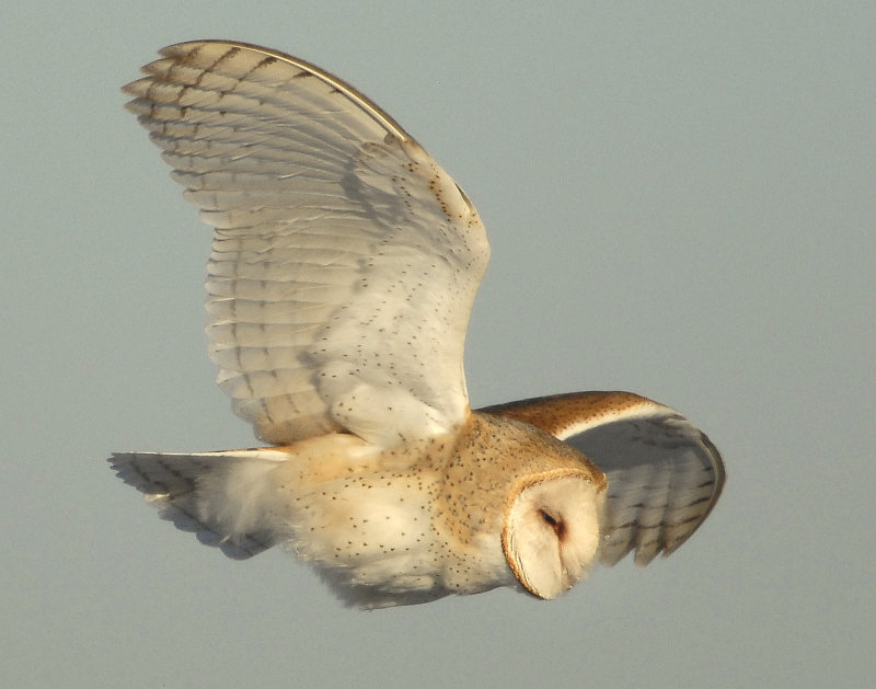 Owl, Barn