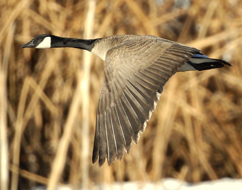 Goose, Canada D-038.jpg