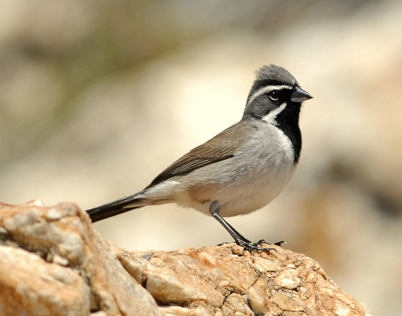 Sparrow, Black-throated