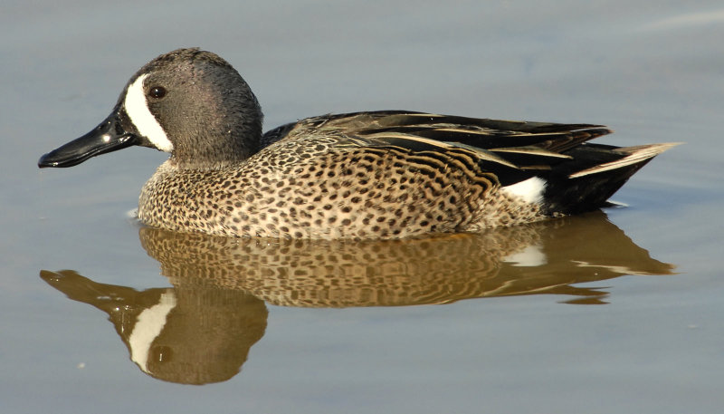 Teal, Blue-winged (Male)