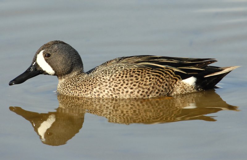 Teal, Blue-winged (Male)