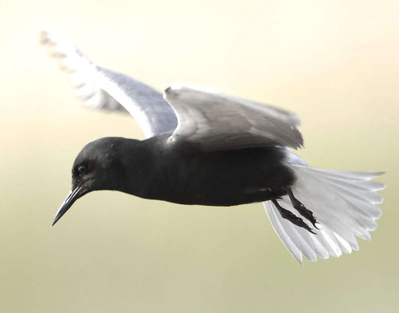 Tern BlackD-079.jpg