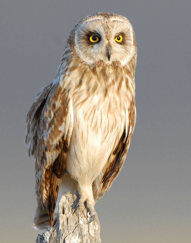 Owl Shot-eared D-131.jpg