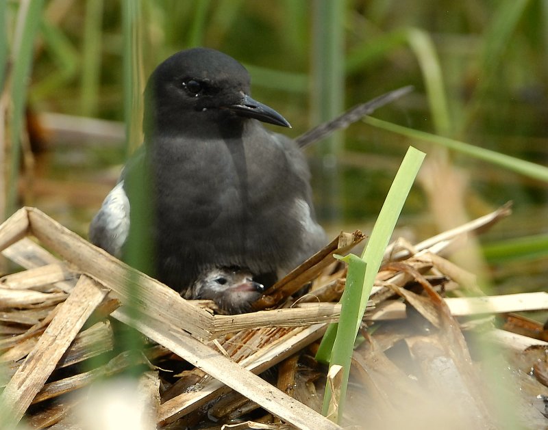 Tern BlackD-120.jpg