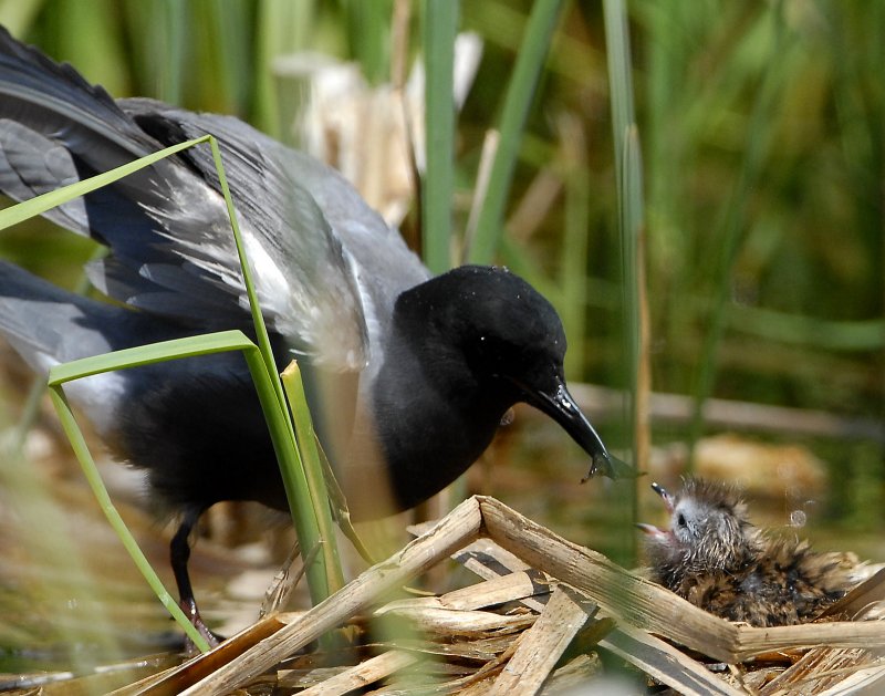 Tern BlackD-153.jpg