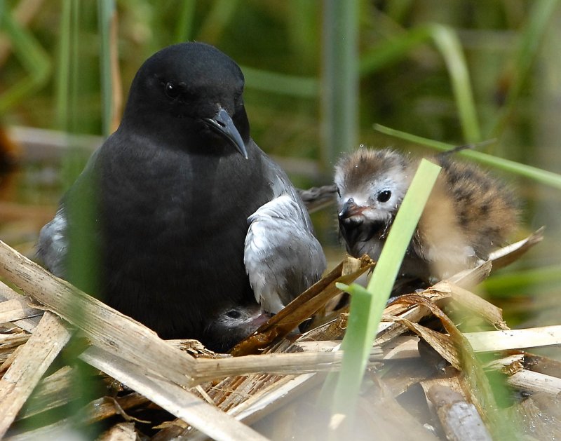 Tern BlackD-172.jpg