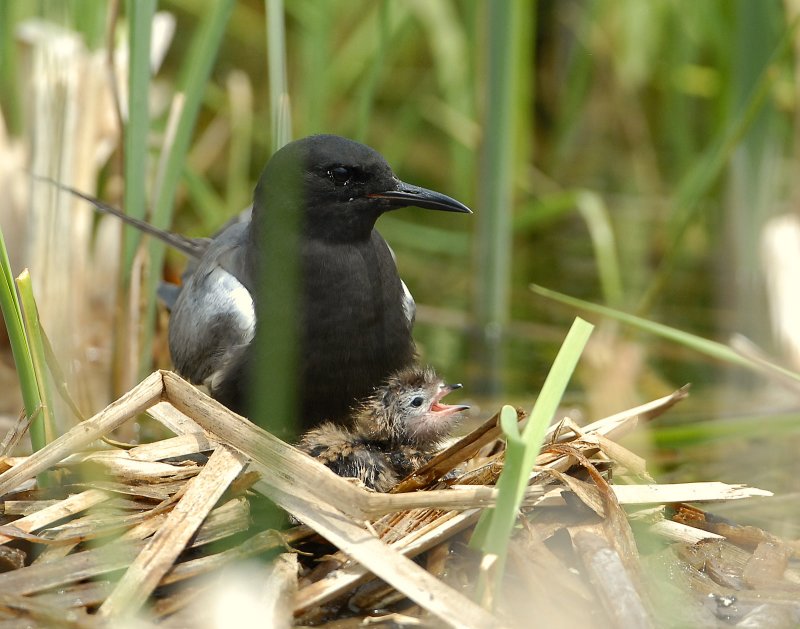 Tern BlackD-124.jpg