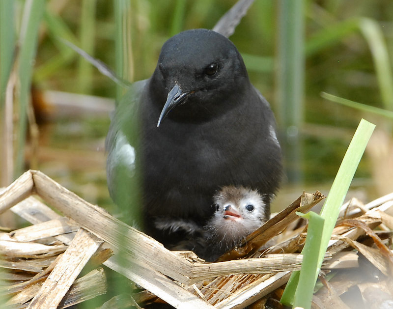 Tern BlackD-169.jpg
