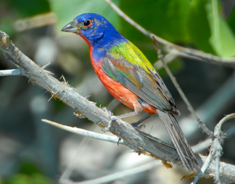 Bunting, Painted (Male)