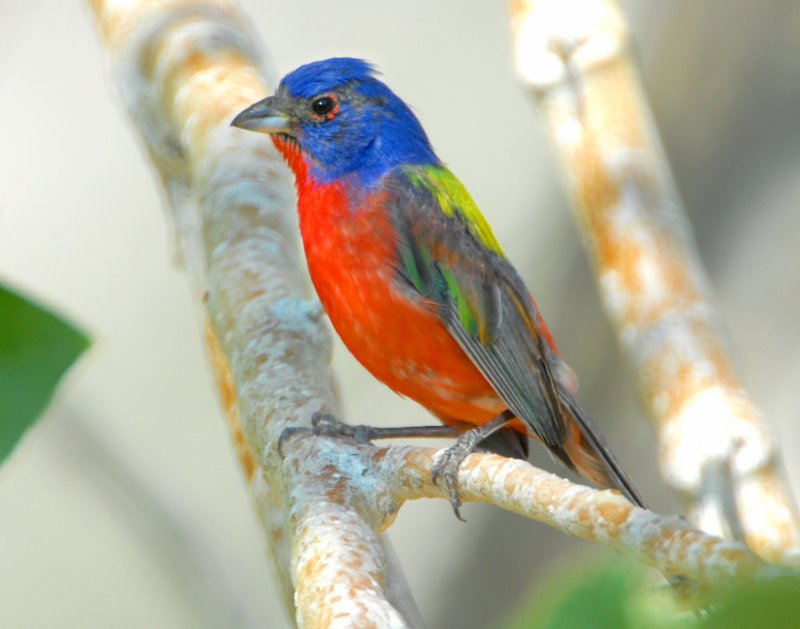 Bunting, Painted (Male)