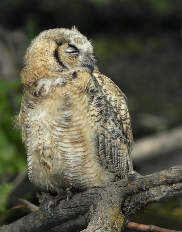 Owl. Great horned D-038.jpg