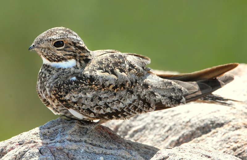 Nighthawk, Common