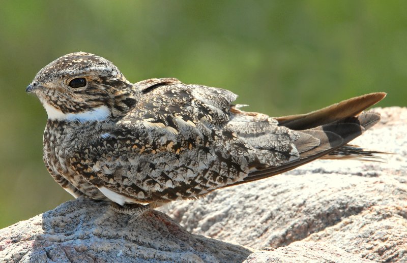 Nighthawk, Common