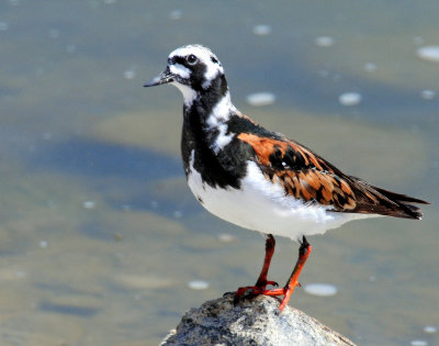 Turnstone, Ruddy (May 3, 2013)