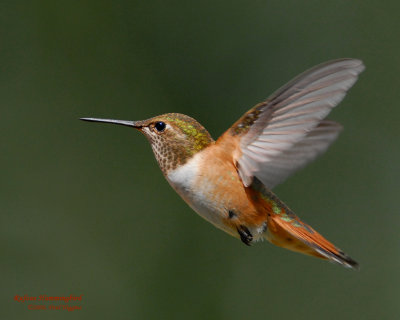 Hummingbird, Rufous