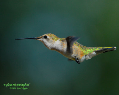 Hummingbird, Rufous