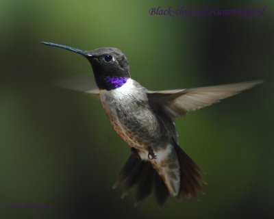 Hummingbirds, Black-chinned