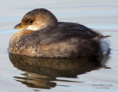 Grebe Pied-billed D-001.jpg