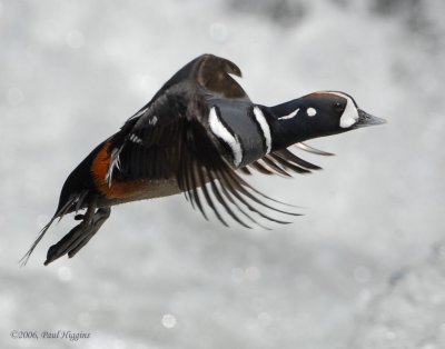 Duck Harlequin D-019.jpg