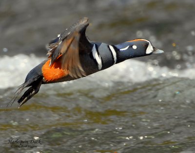 Duck Harlequin D-055.jpg