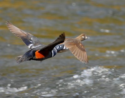 Duck Harlequin D-057.jpg