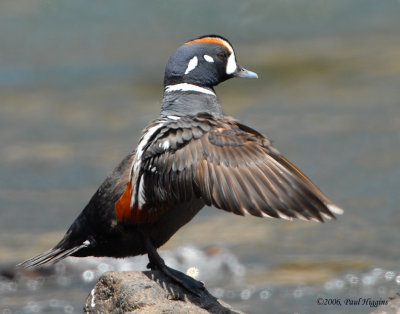 Duck Harlequin D-029.jpg