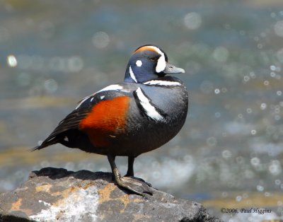 Duck Harlequin D-030.jpg